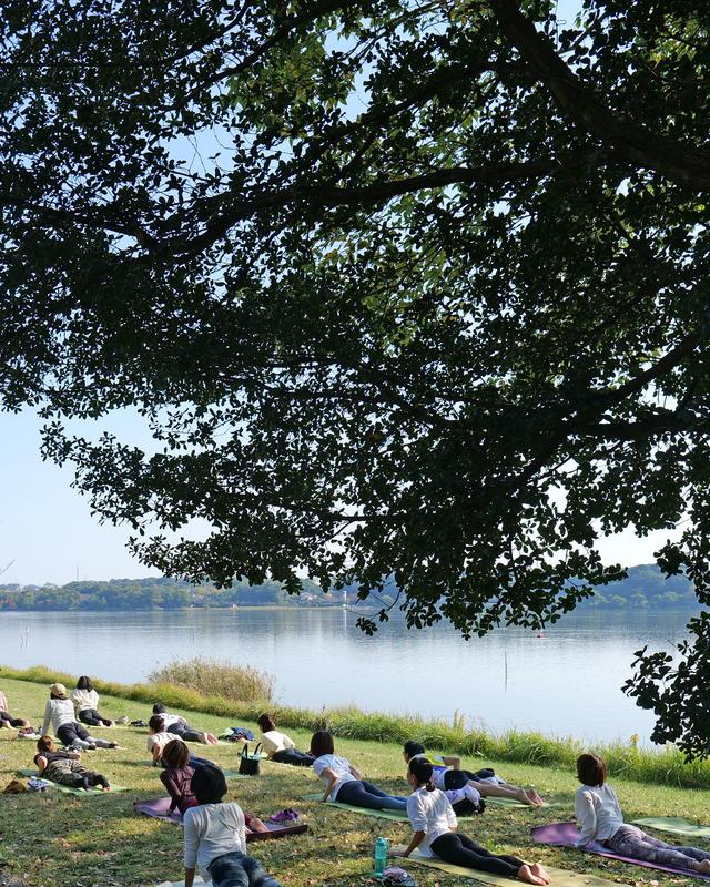 木漏れ日の下に並ぶシャバーサナの参加者たち、佐鳴湖を望む木陰の風景